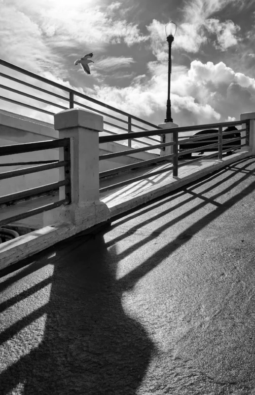 Oceanside Pier Seagull.jpg