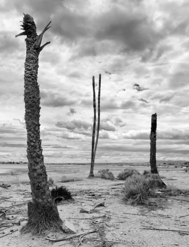 Dead California I