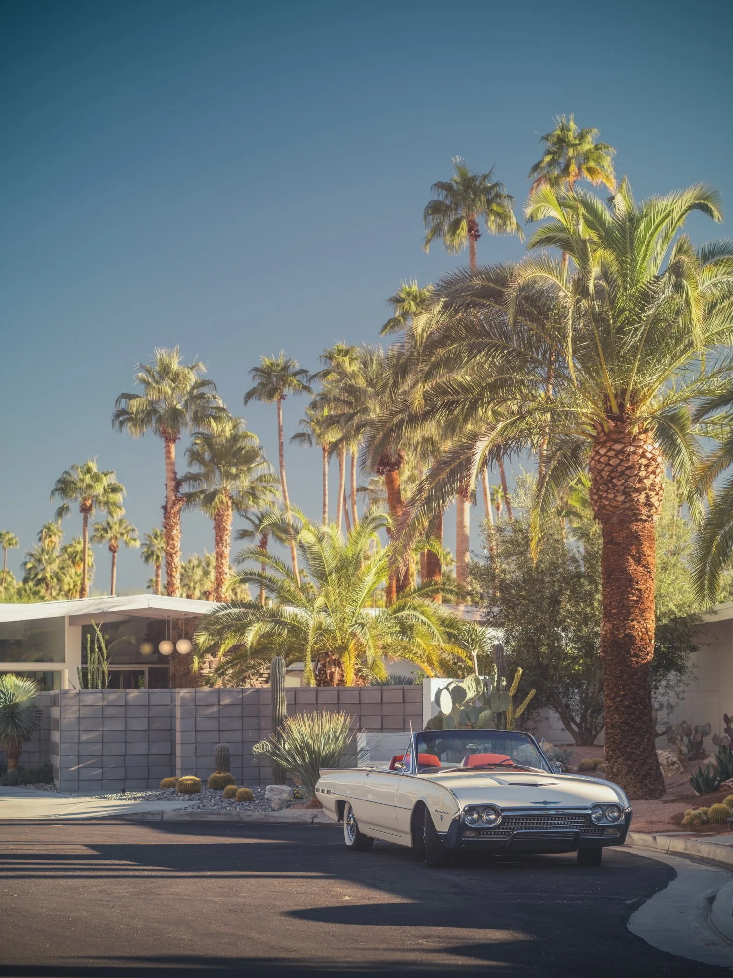 Desert Jungle
