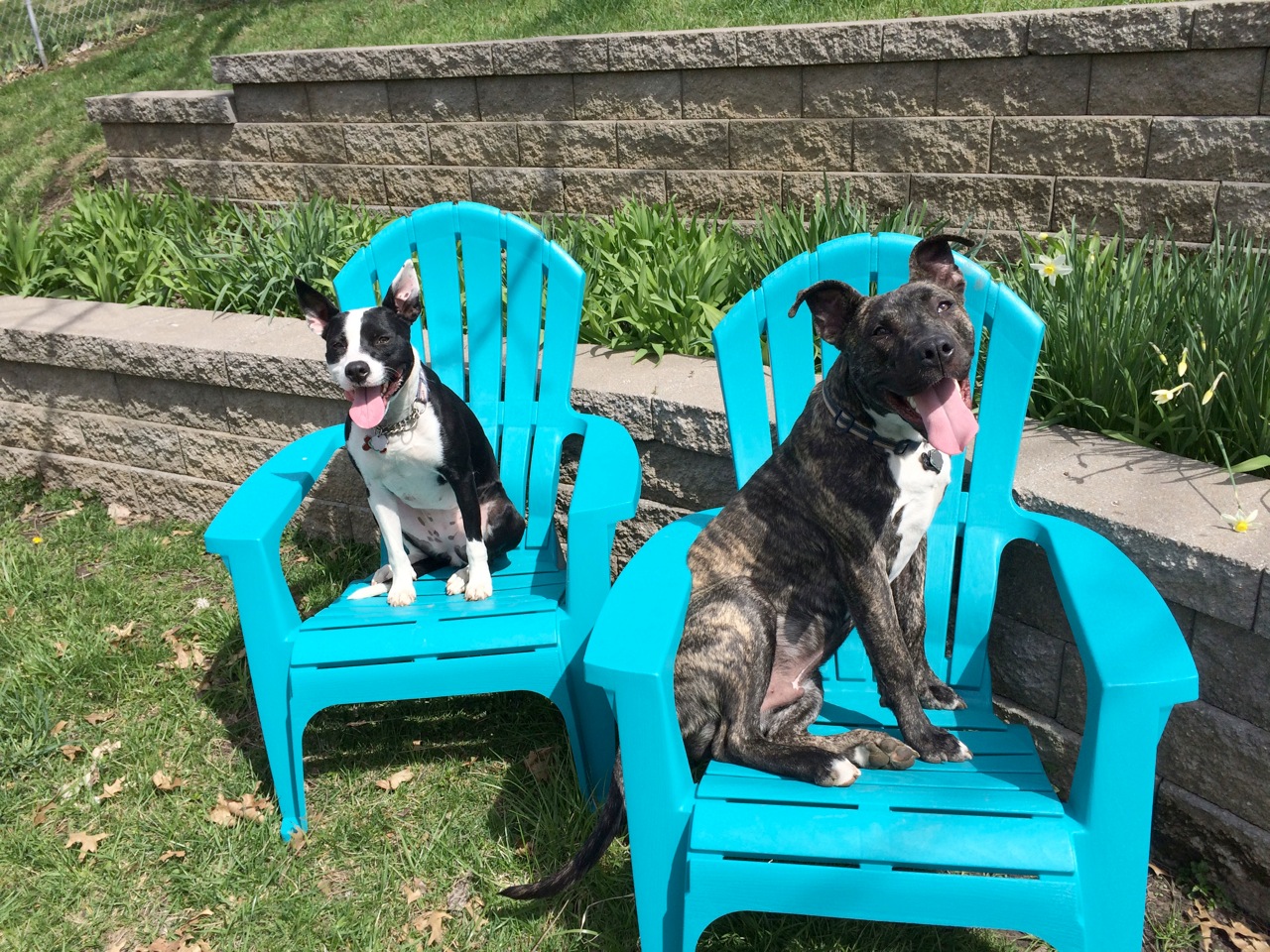 GreatPairDogs.jpeg