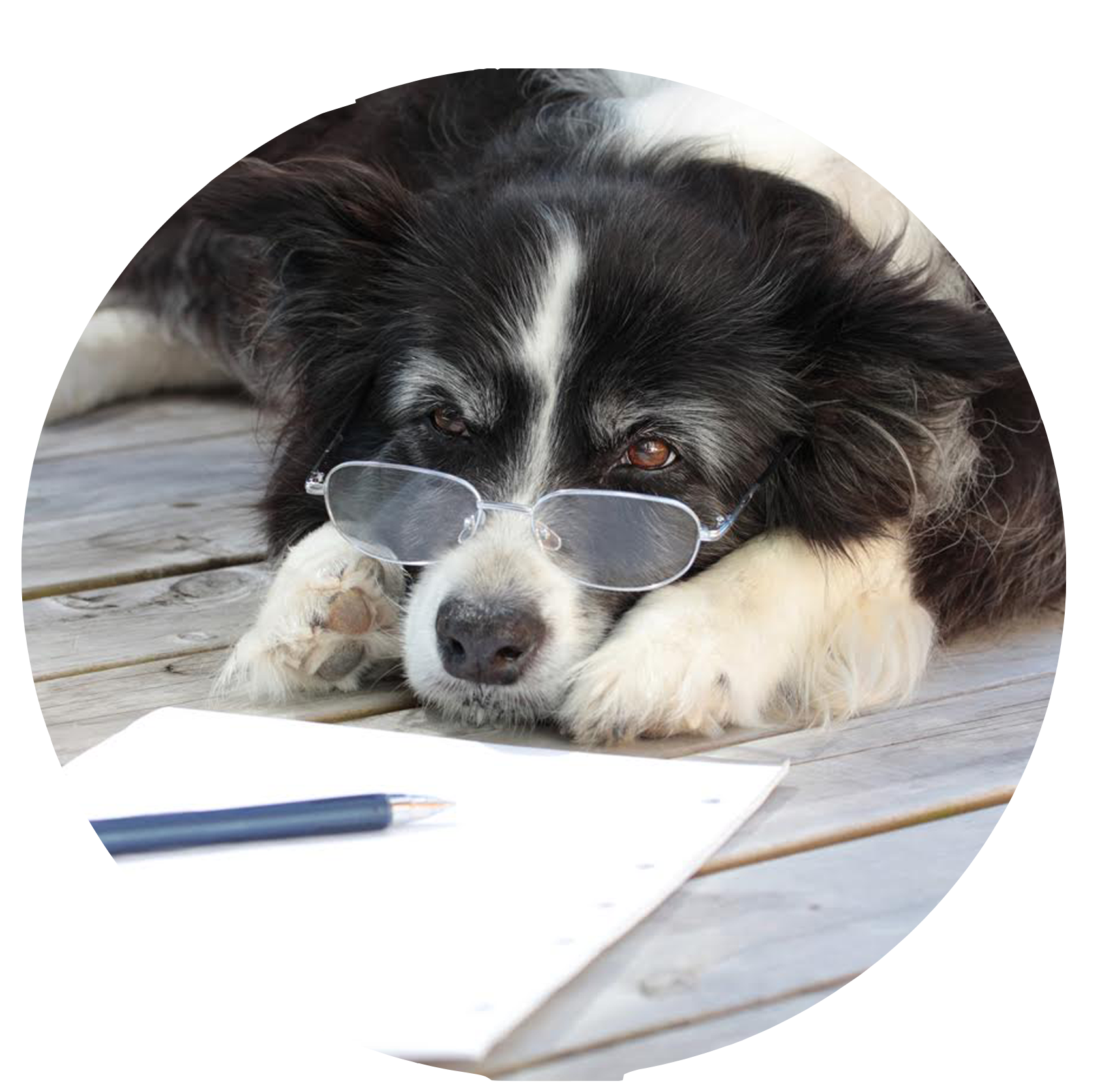 Company Good Citizen Dog Training