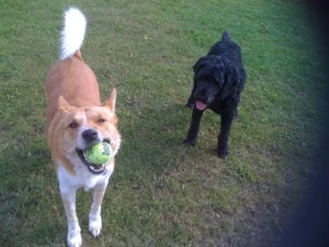 Happiness is playing fetch with my brother and my favorite squeaky ball!