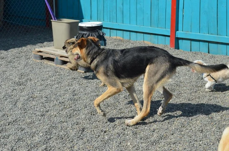 Dog Day Care in Fife, WA