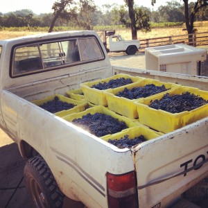2014_harvestwrapup_300x300 (1).jpg