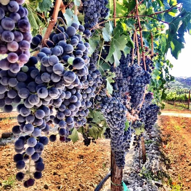 Musto Wine Grape Company.jpg