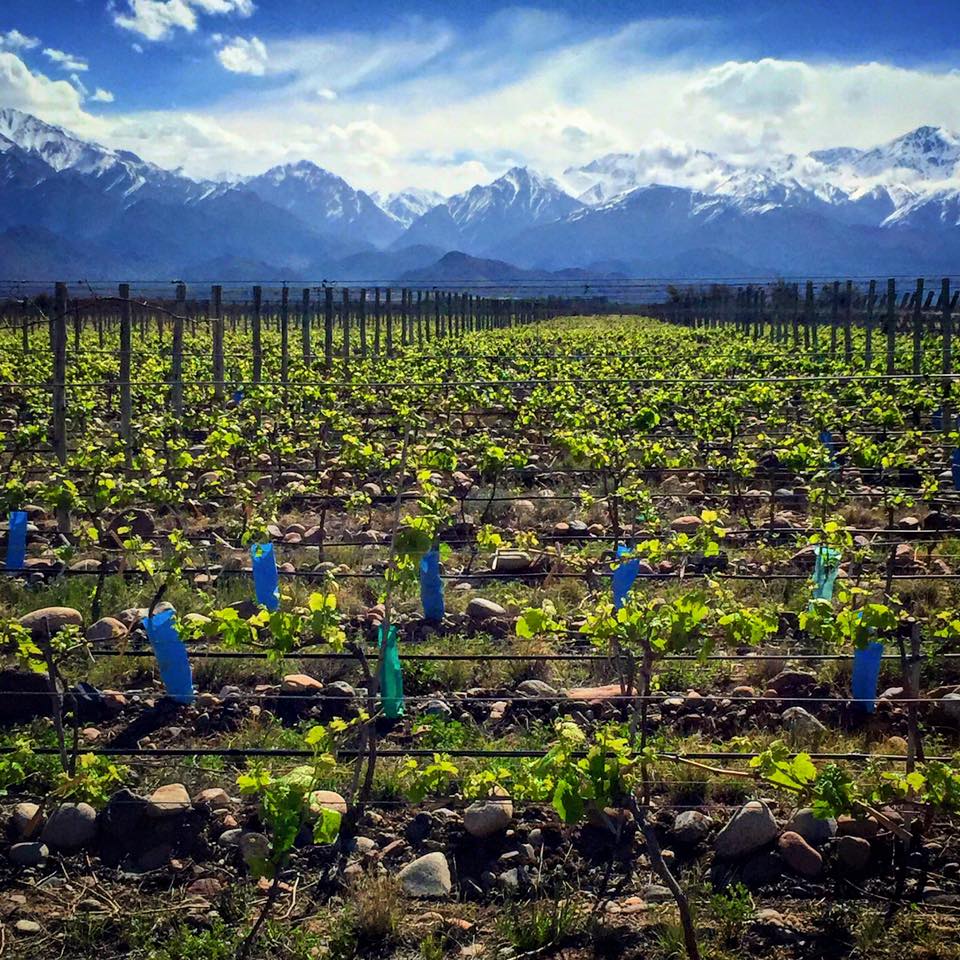 Vines of Mendoza Vineyard.jpg