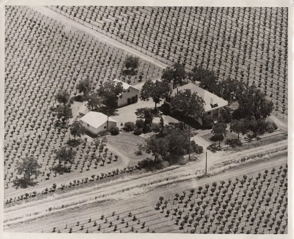 Morisoli Vineyard 1934-min.jpeg