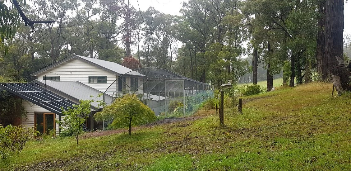 backyard enclosure.jpg