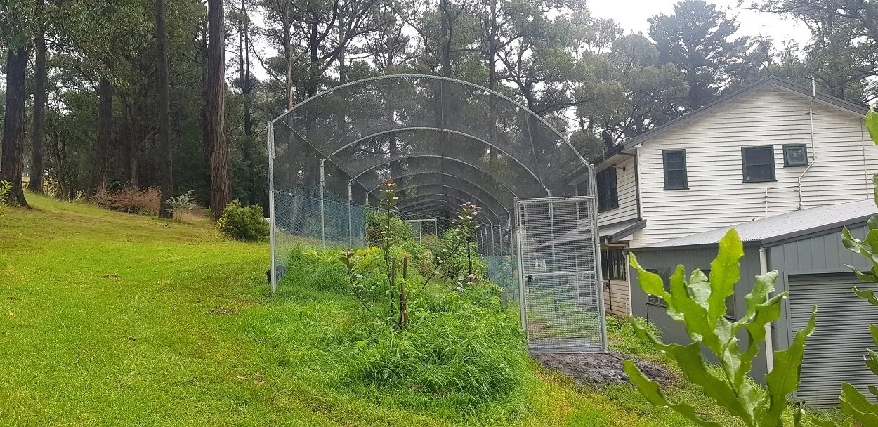 backyard garden.jpg