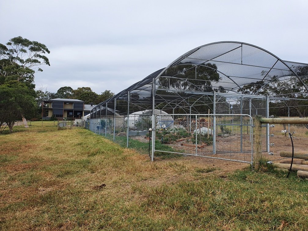 large backyard orchard.jpg