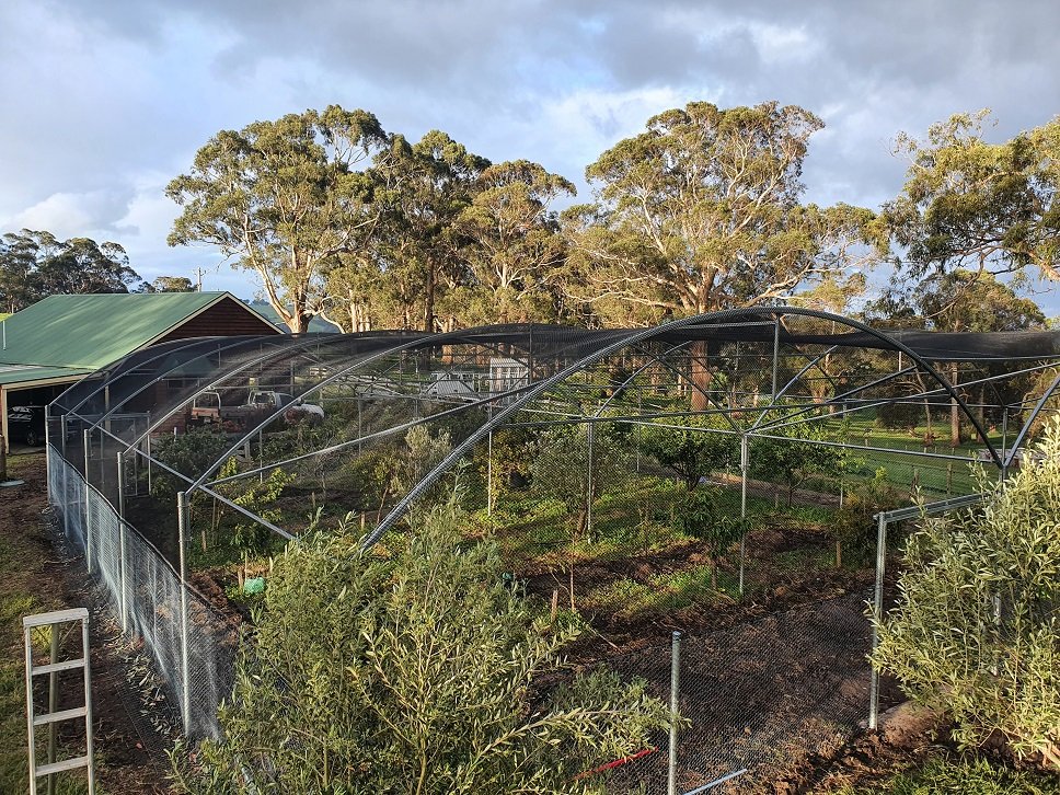 backyard orchard.jpg