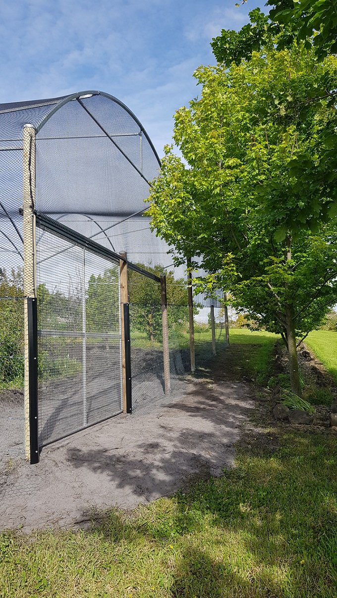 bird netting apple trees.jpg