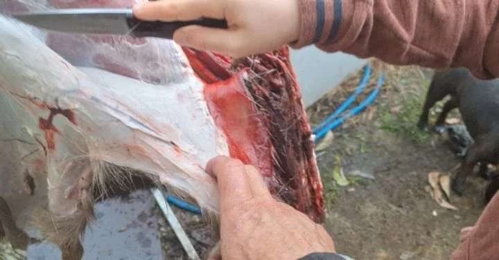 The deer I shot on Tuesday is getting butchered up today.

Wren's had a lesson on sharpening knives before we went to the coolroom to start skinning to bring inside to butcher.

Wren's been using the razor-sharp hunting knives since he was 5, and und
