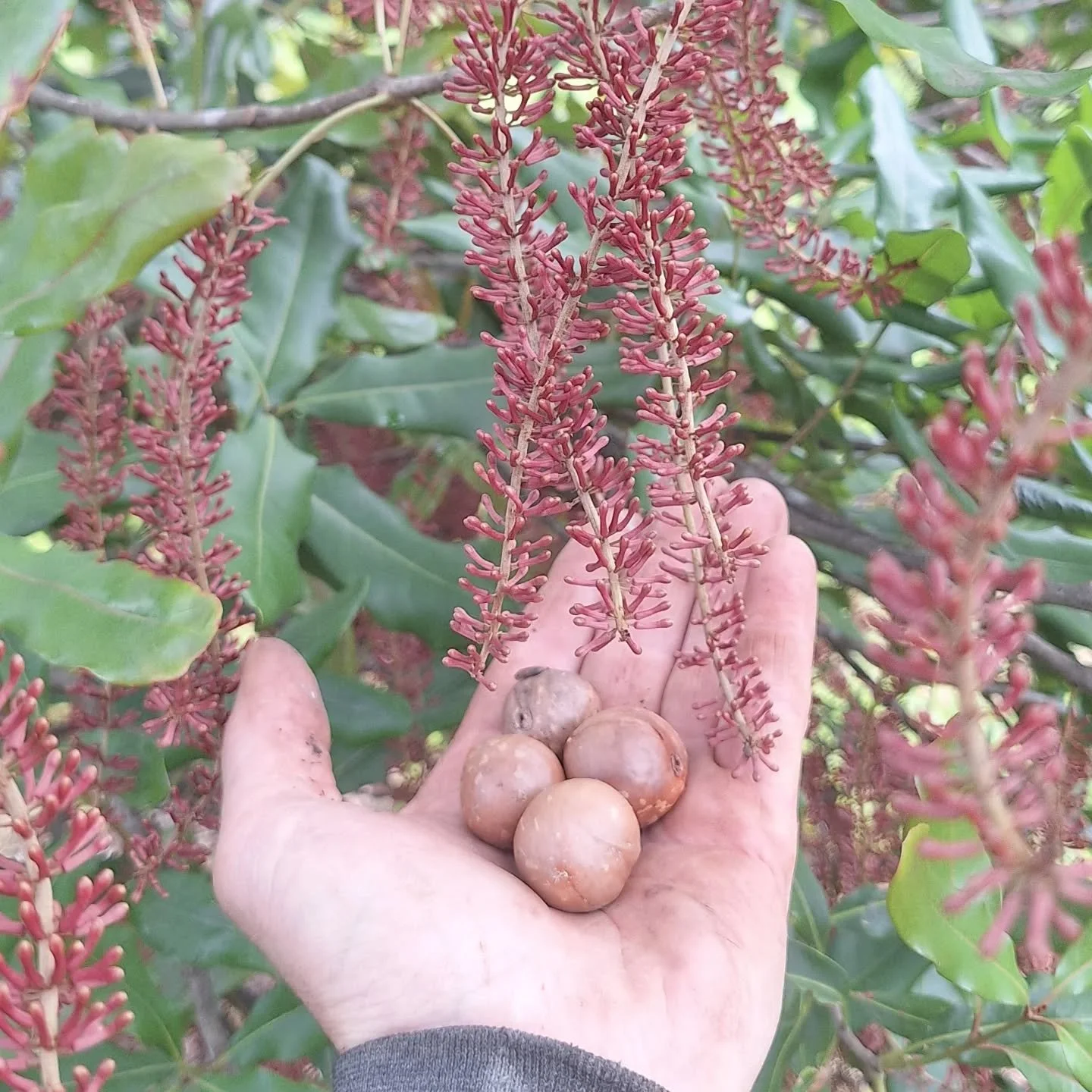 We are finally home for a few weeks work nice and close to home and I noticed the macadamia was just about to burst into flower.

While originally from northeastern New South Wales - central Queensland, the can thrive and produce abundant quantities 