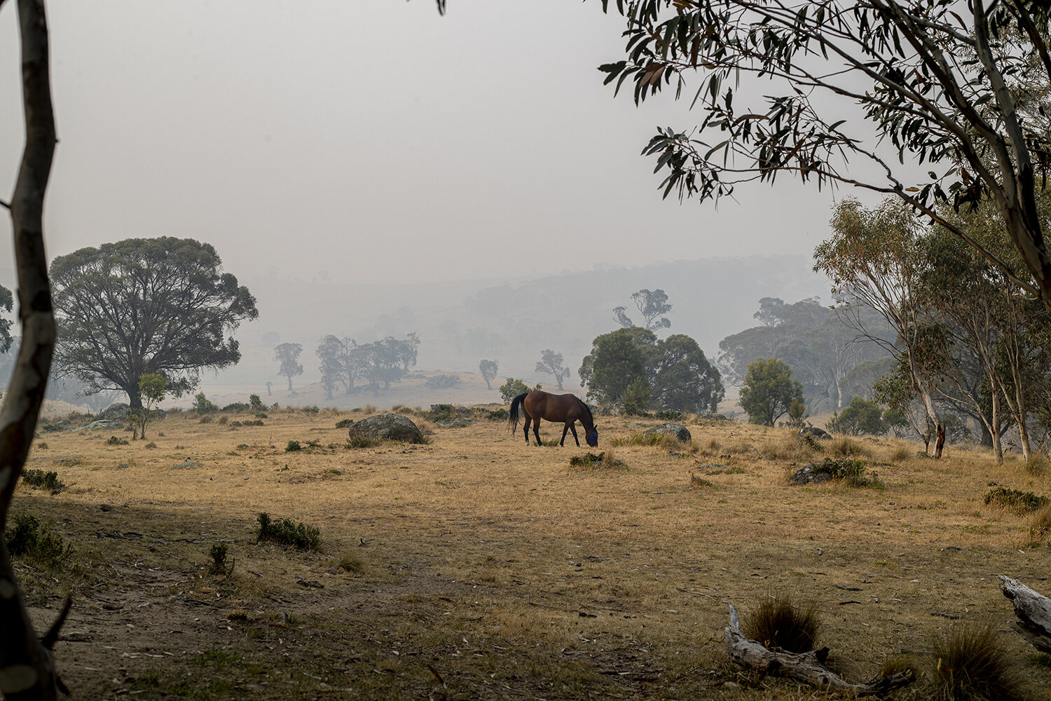  There’s a monster on my doorstep... it’s the night before Christmas Eve 2019 and there is an uncanny silence inside The Hut... the valley is filled with heavy bushfire smoke, my eyes are stinging and every time a breath of wind lifts the dry and dyi