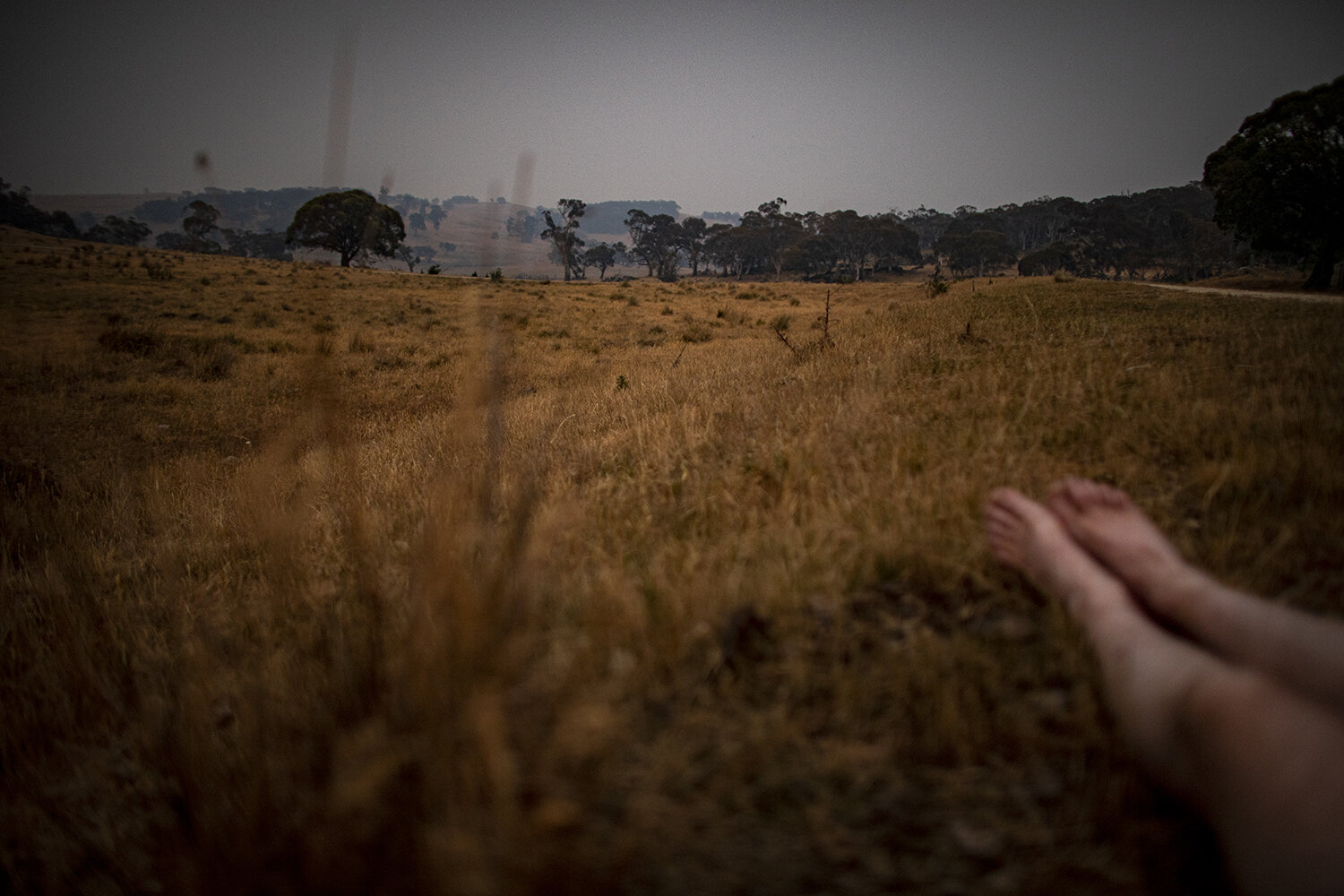  There’s a monster on my doorstep... and it looks like the scene of a murder... on Christmas Day 2019 I went to visit friends and came back to thick, dark smoke blanketing The Hut and surrounds. There were no signs of bird or animal life. Just the hu