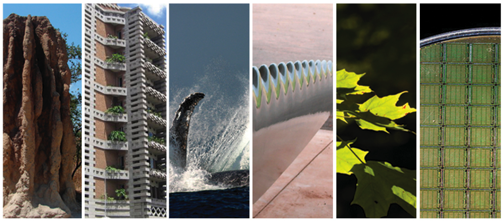 What is biomimimicry image.png