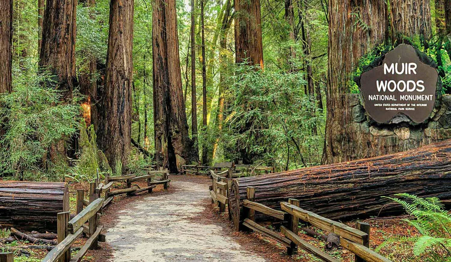 Muir-Woods-Tour-San-Francisco-1500.jpg