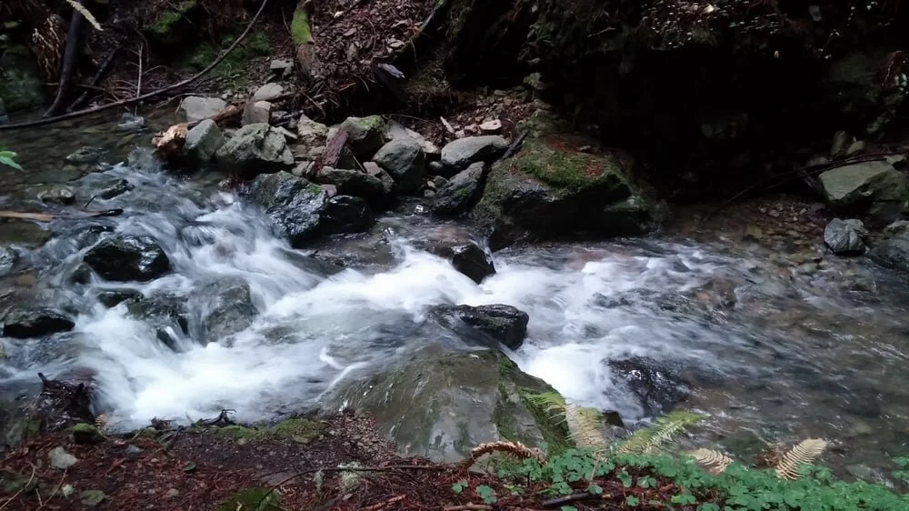 redwood creek.jpg