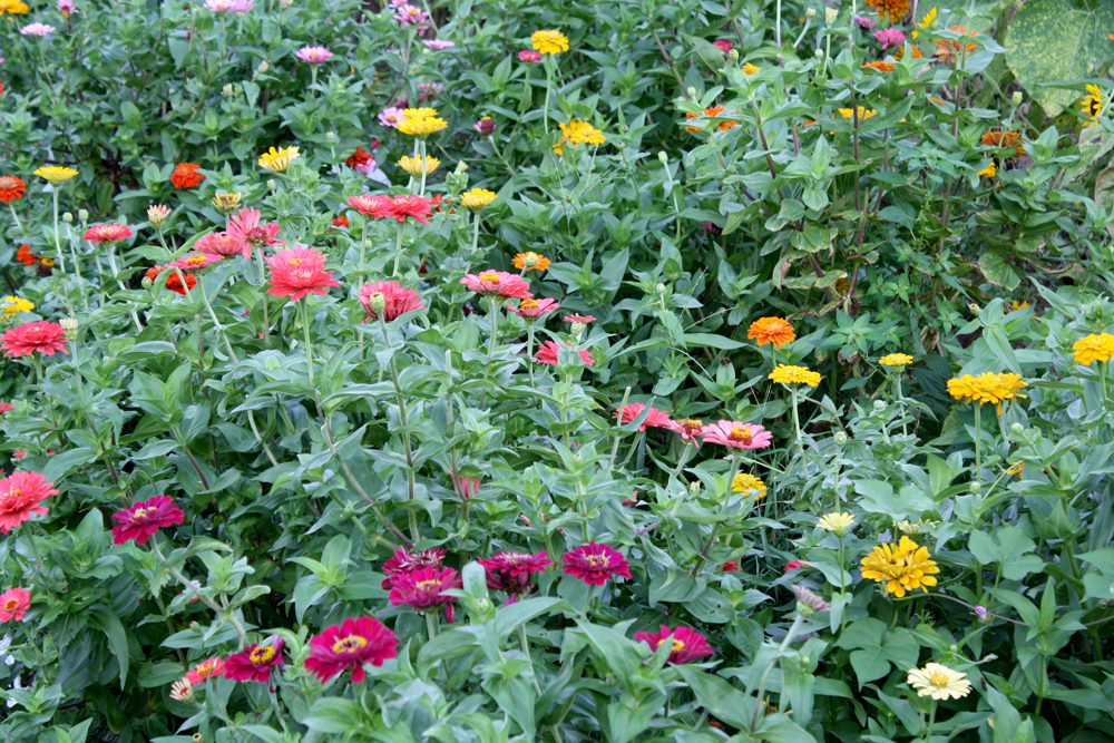 Longview-Farm-dc-FLOWERS.png