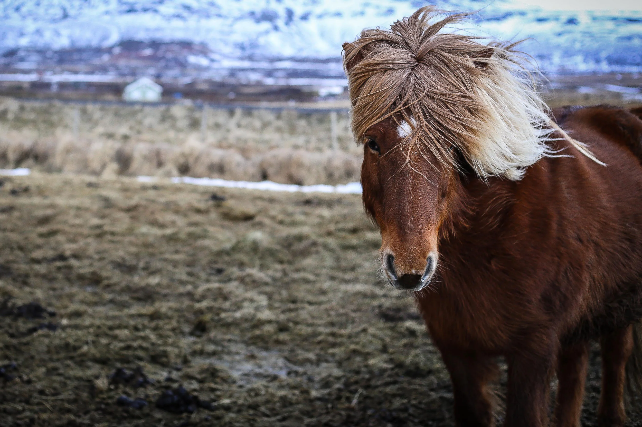 Icelandic horse, Iceland