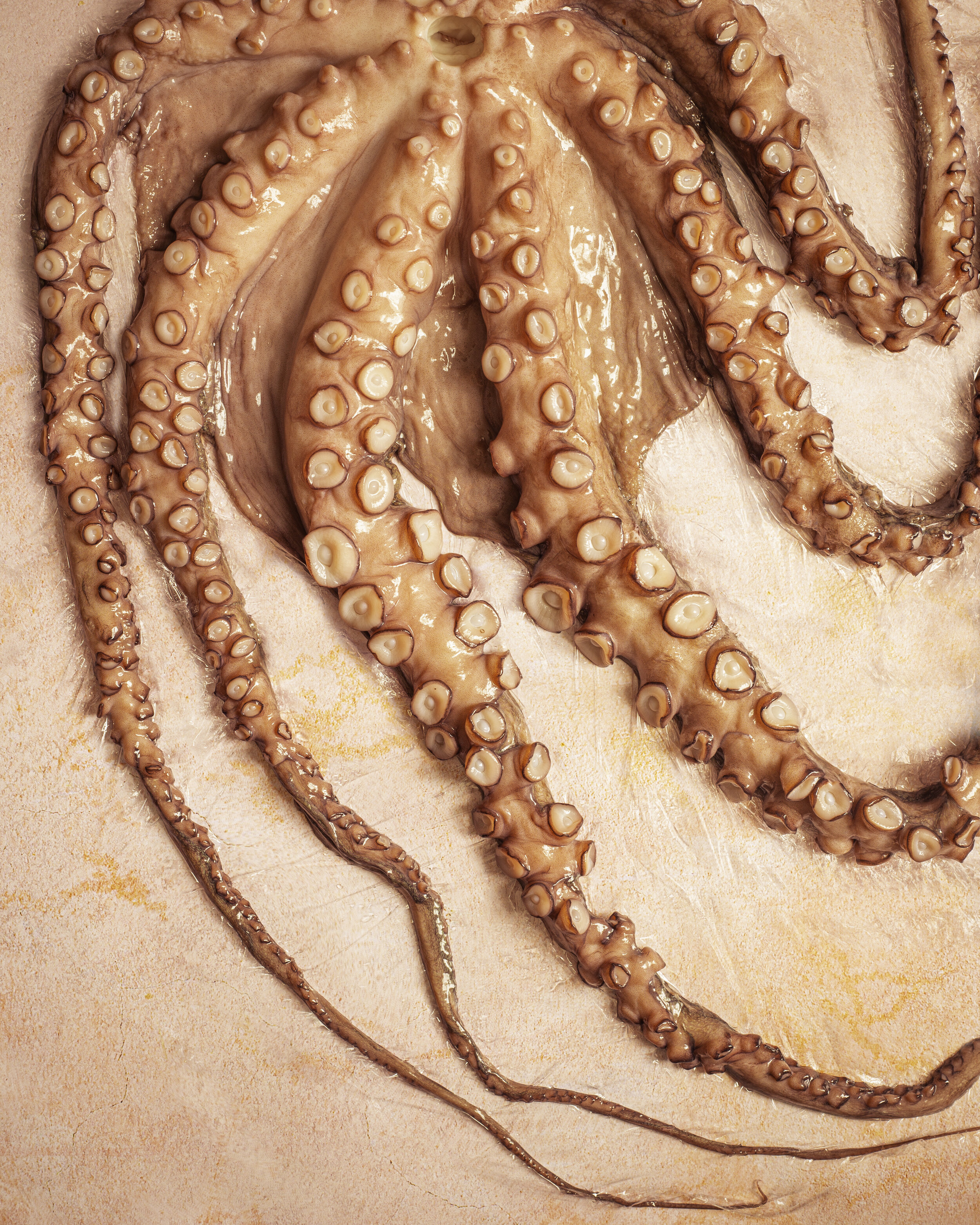 Raw Octopus