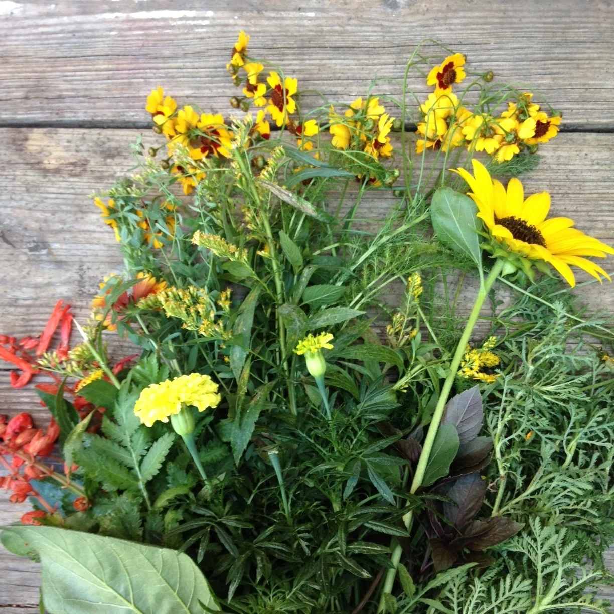 dyeingwlocalplants.JPG