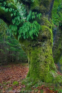 sphagnum moss and Licorice Ferns growing on a Big Leaf Maple tre