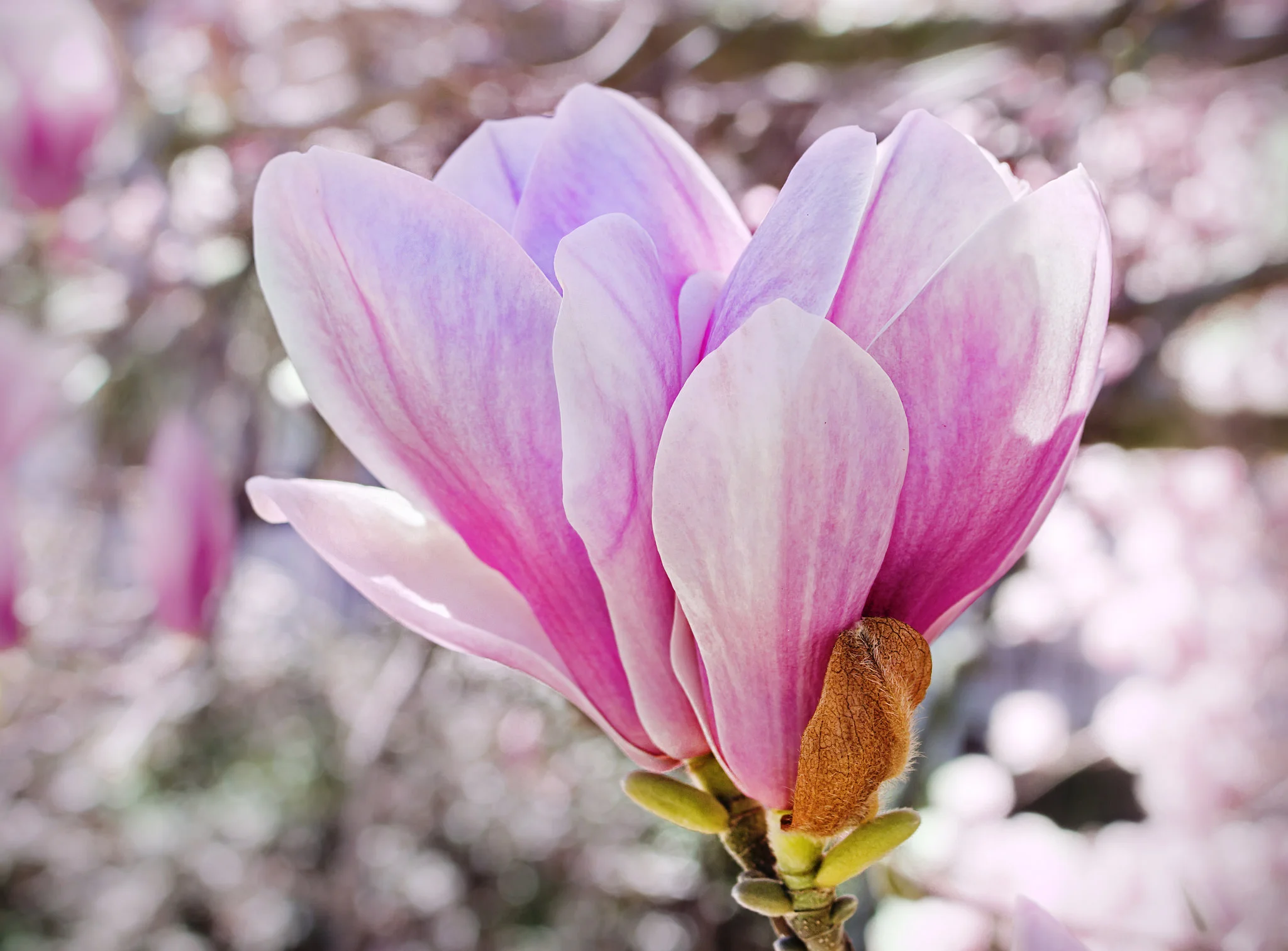 Blooming and Blossoming in Spring