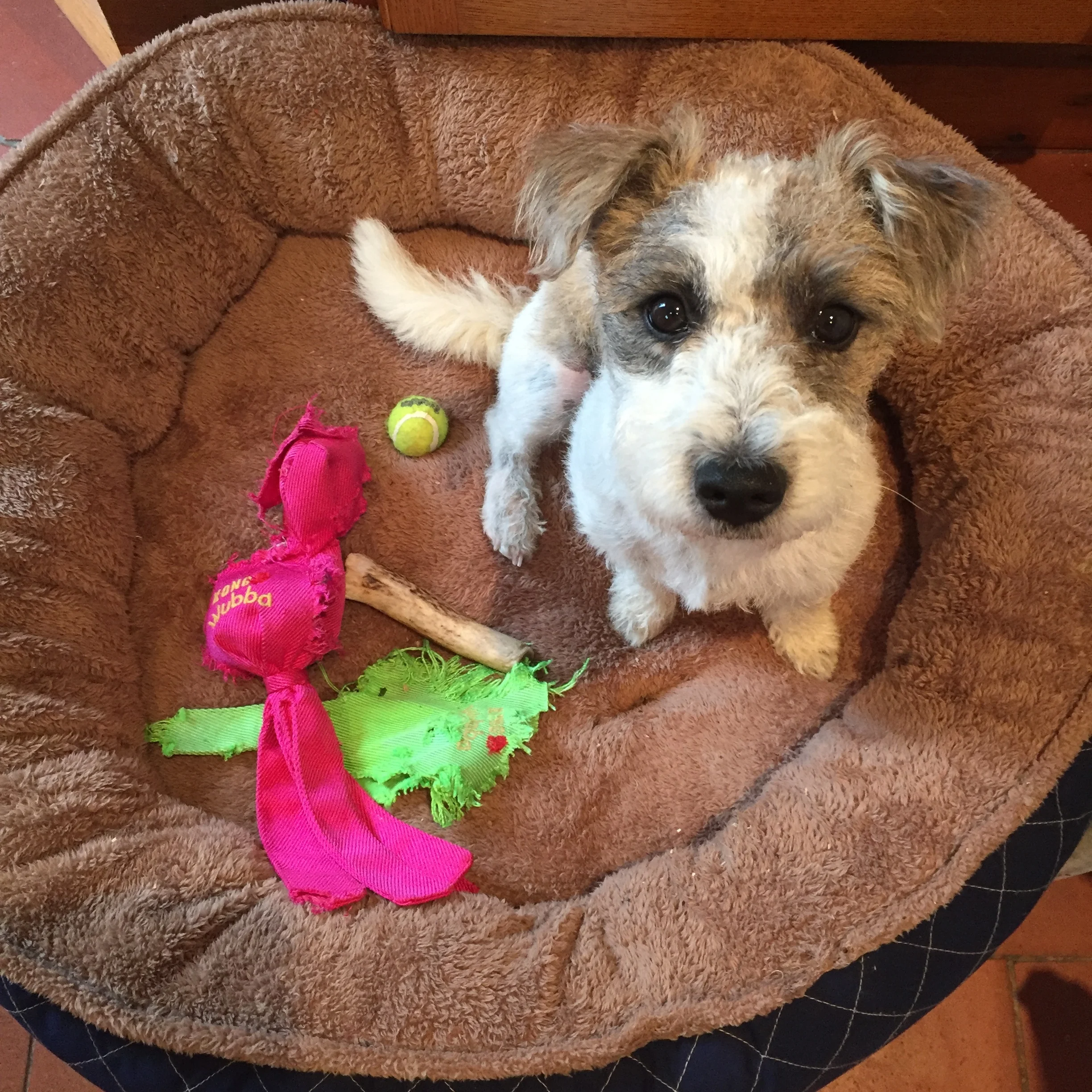 Redirected Focus: My Dog, Allergies and Gut Health