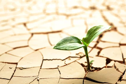 Plant in dried cracked mud by Olearys