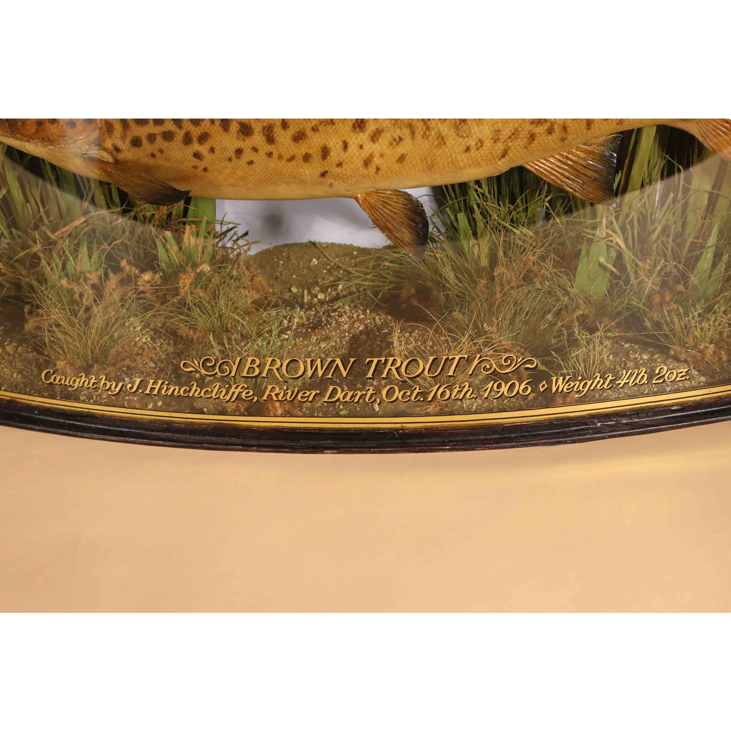 Trout Trophy Case