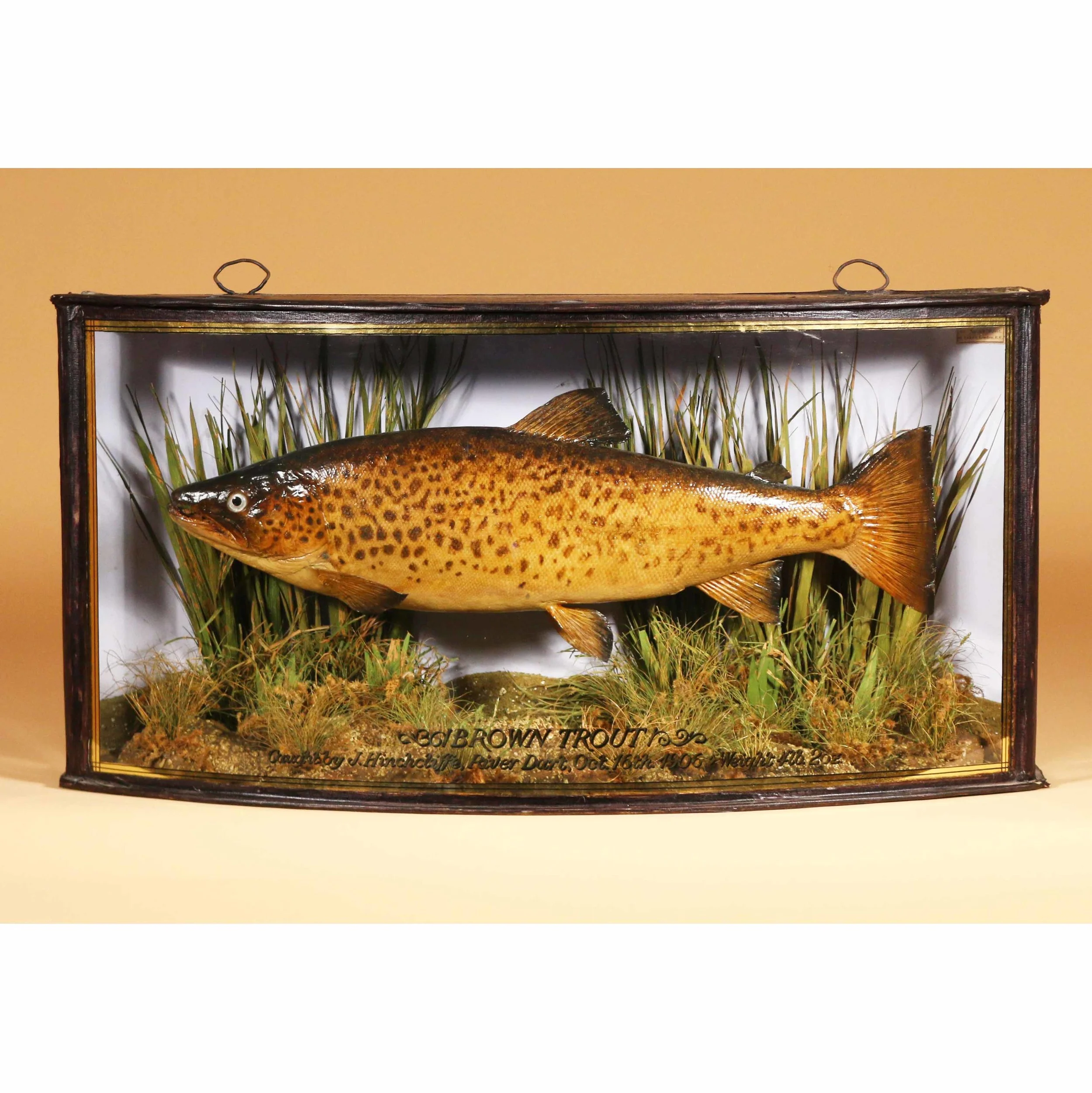 Trout Trophy Case