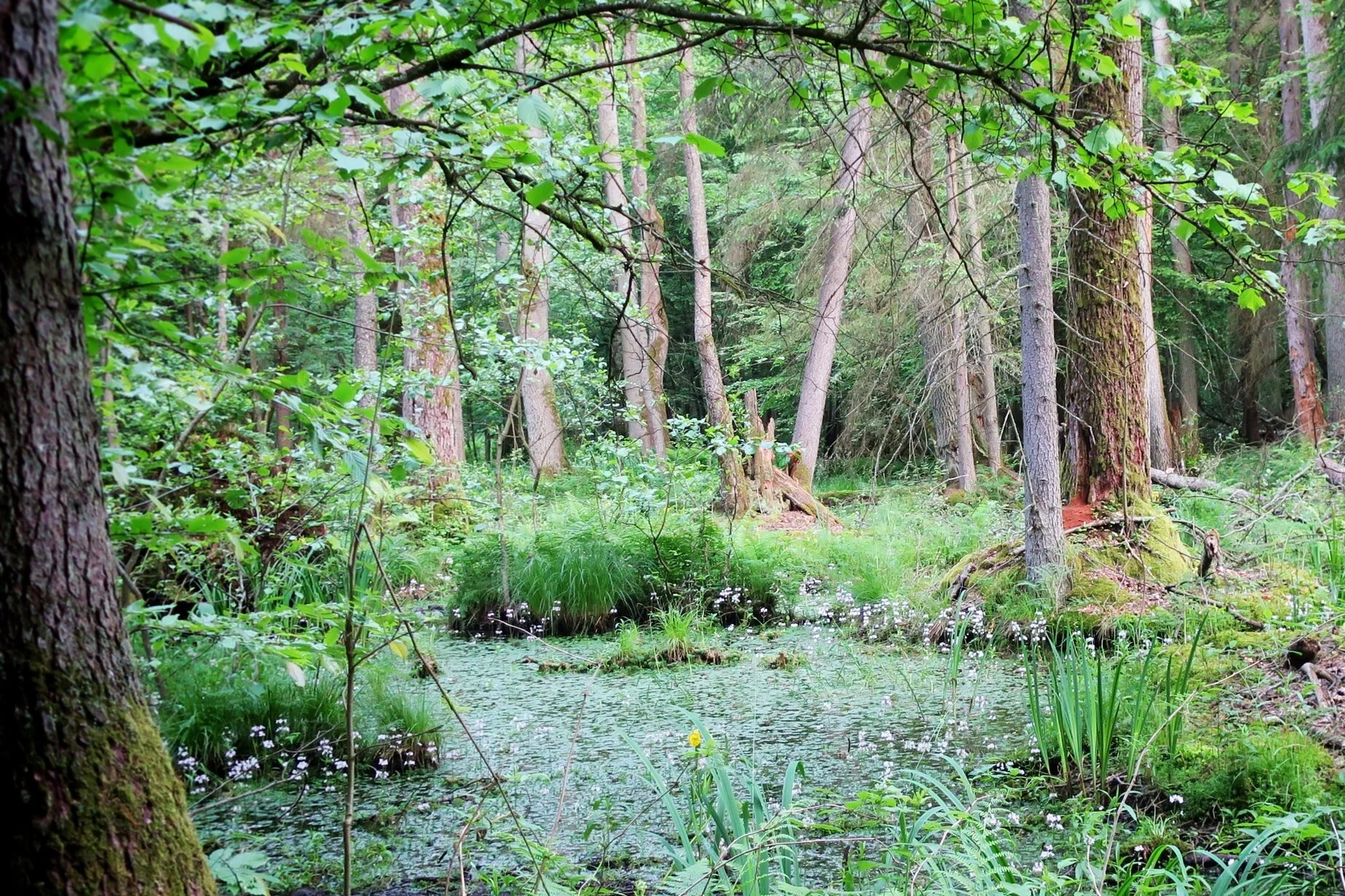 swampbest.jpg