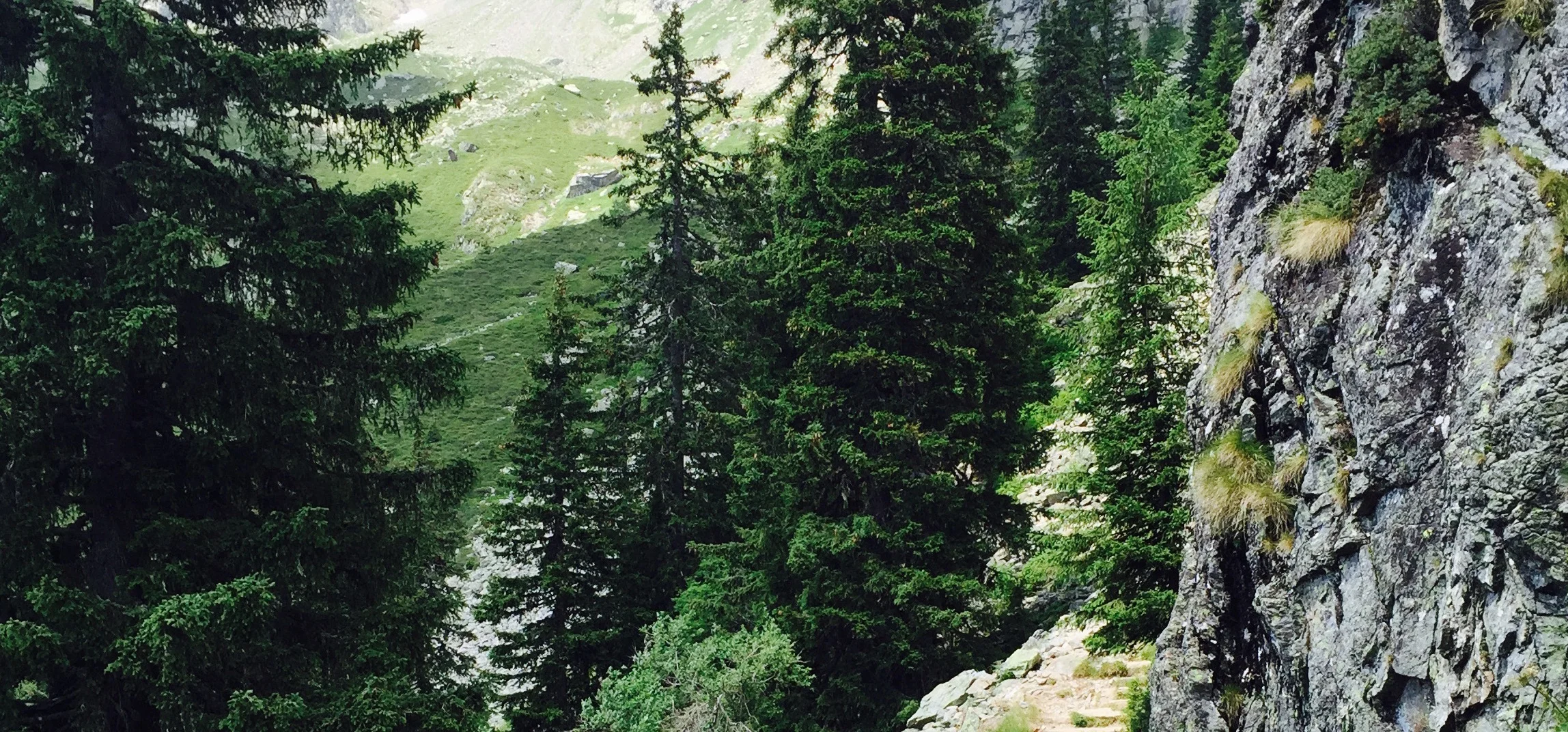 alps evergreens v2.jpeg