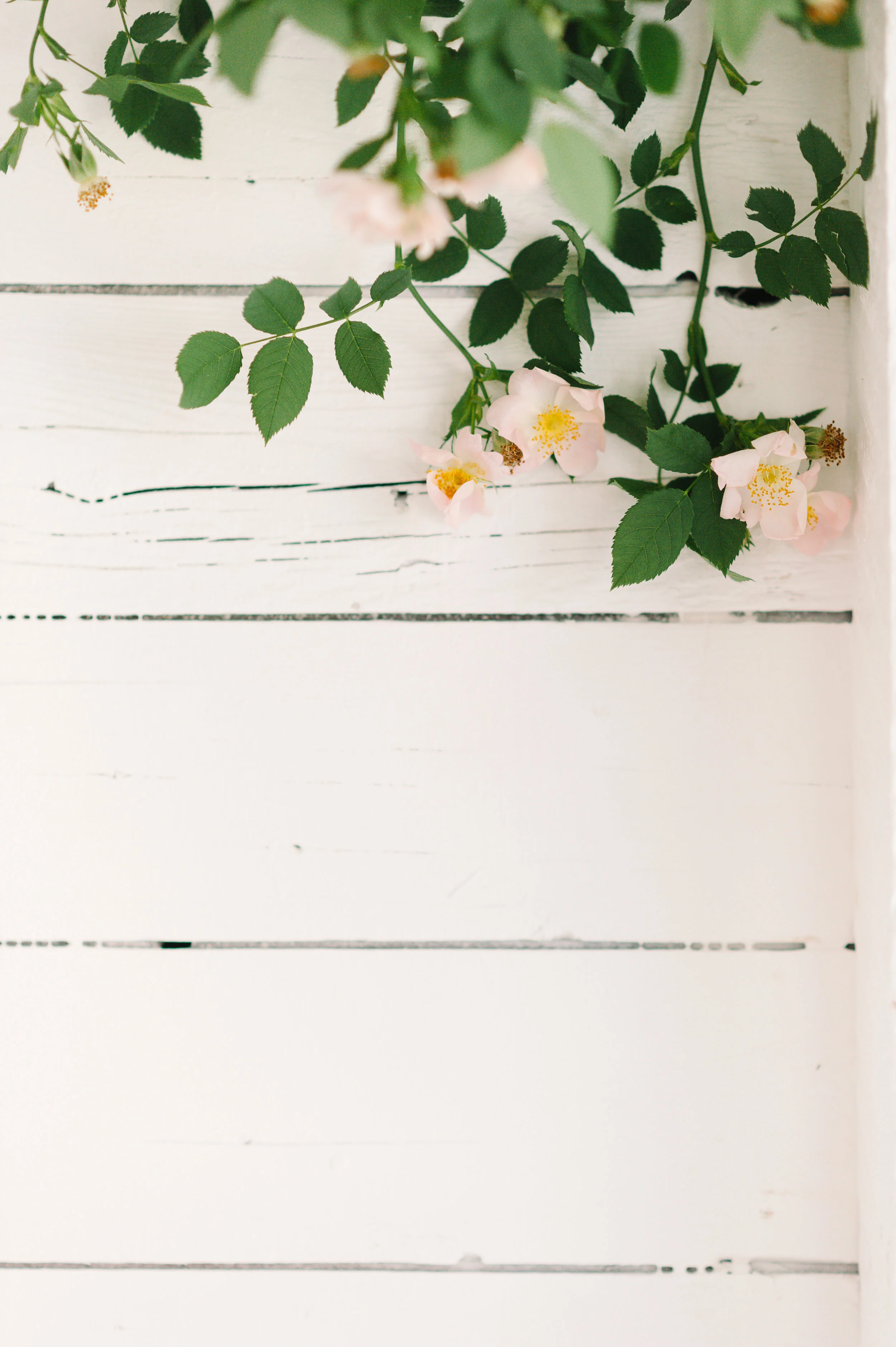White Oak Workshop | Tara McMullen Photography
