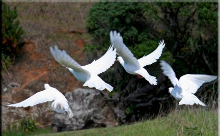 Then she released 3 additional doves who represented the Father, Son and Holy Spirit, and who reminded us that Chloe is not alone.