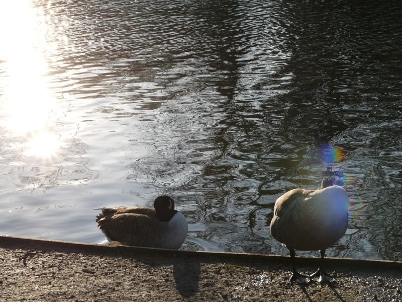 Epping Lake, by Terry Freedman. This depicts the effect Ways of Telling has on me.