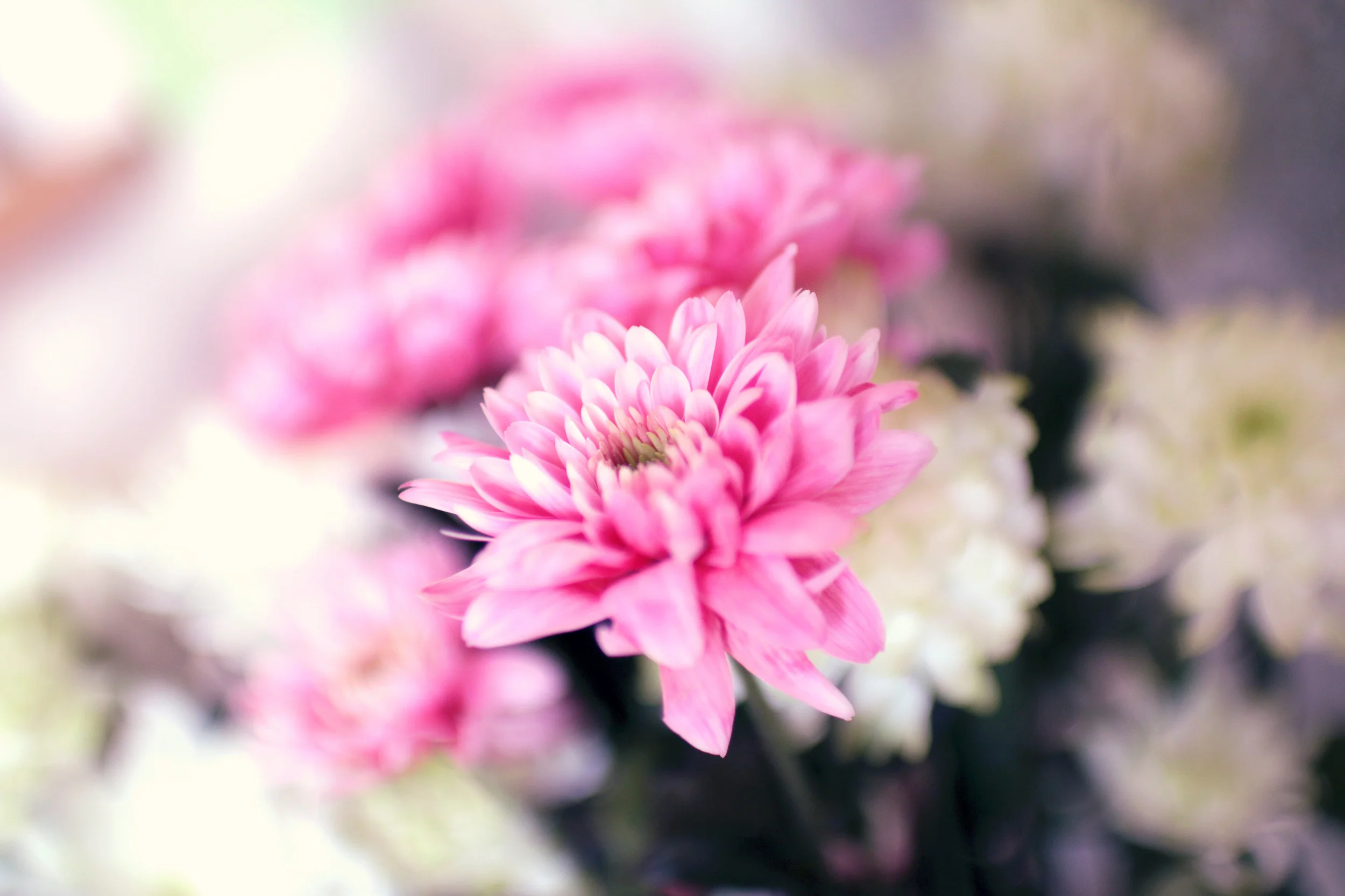 summer-spring-flower-pink.jpg