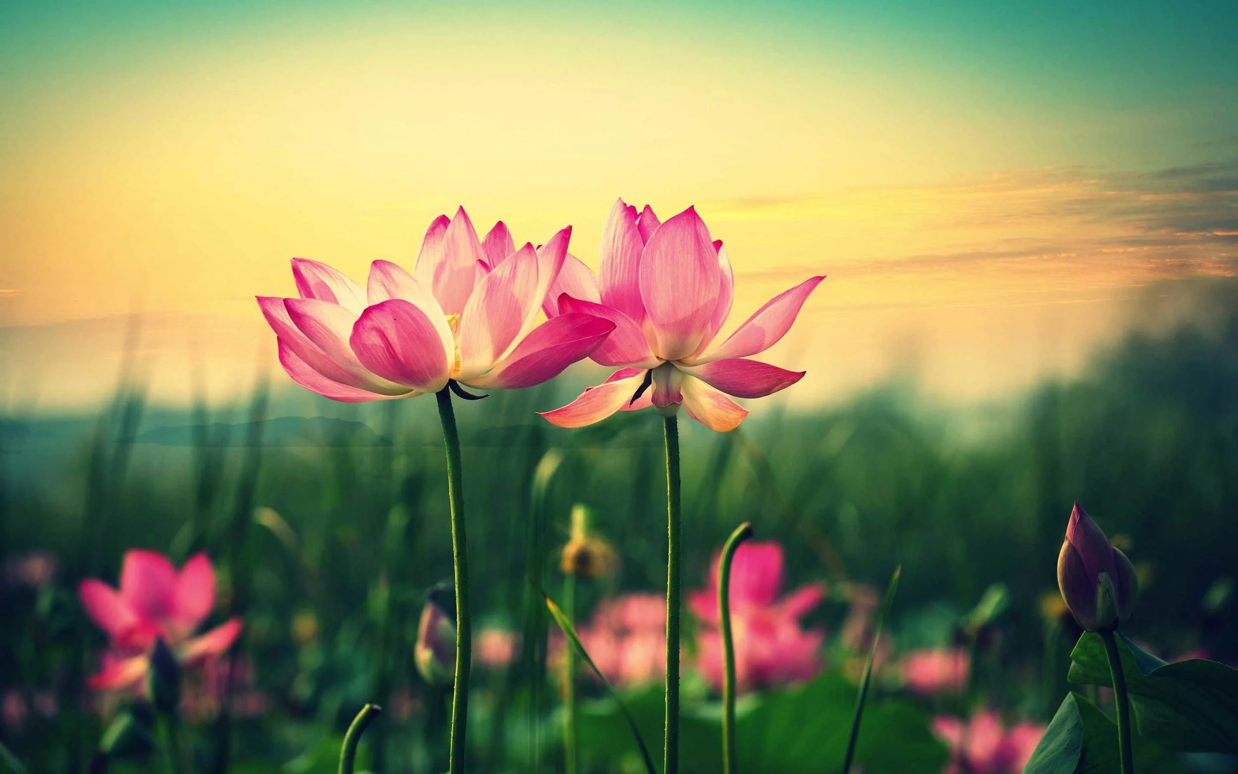 lotus-flower-wallpaper-14881.jpg