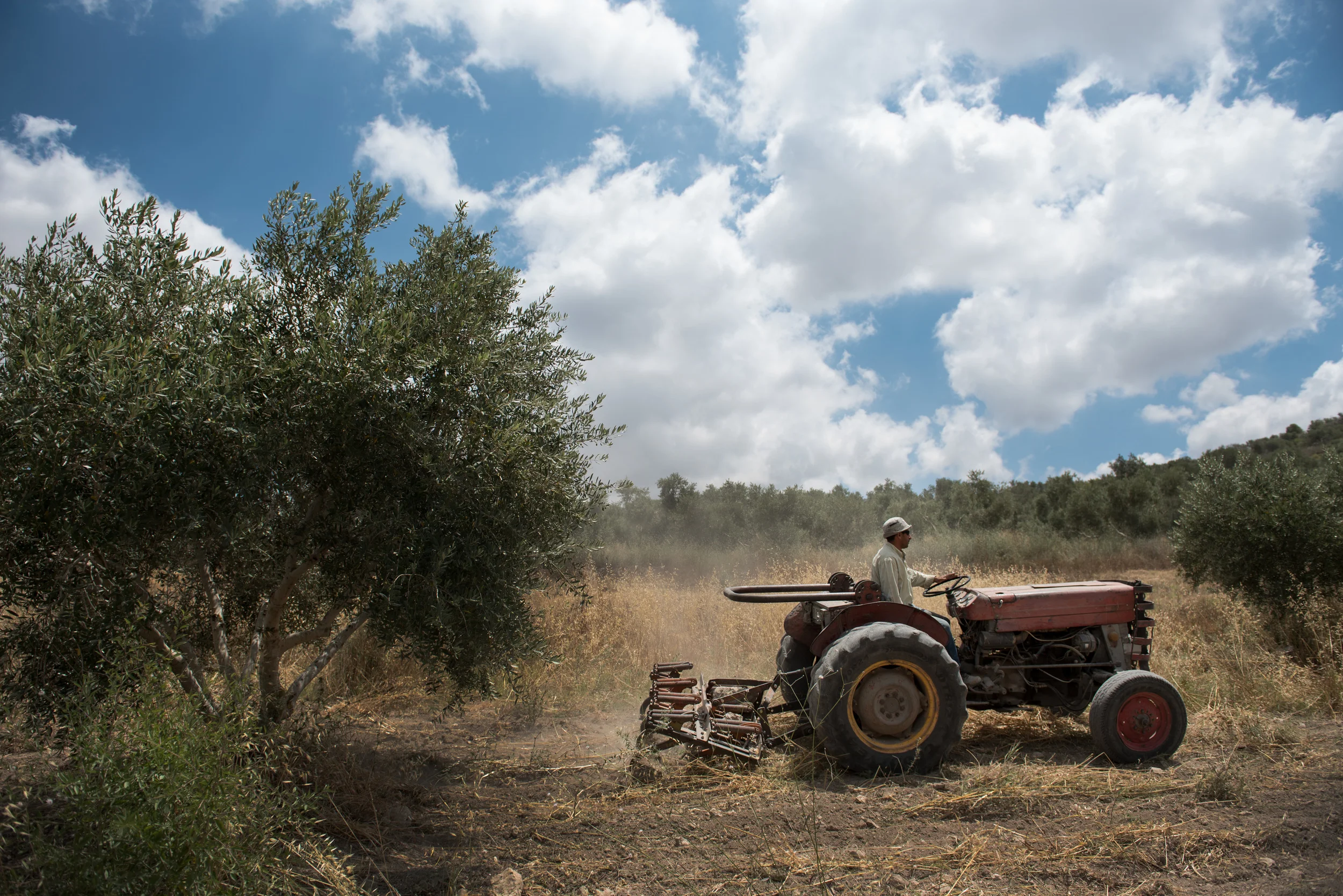 Nahed Kayed, a Palestinian olive farmer who lives with his family in Sabastiya in the West Bank.