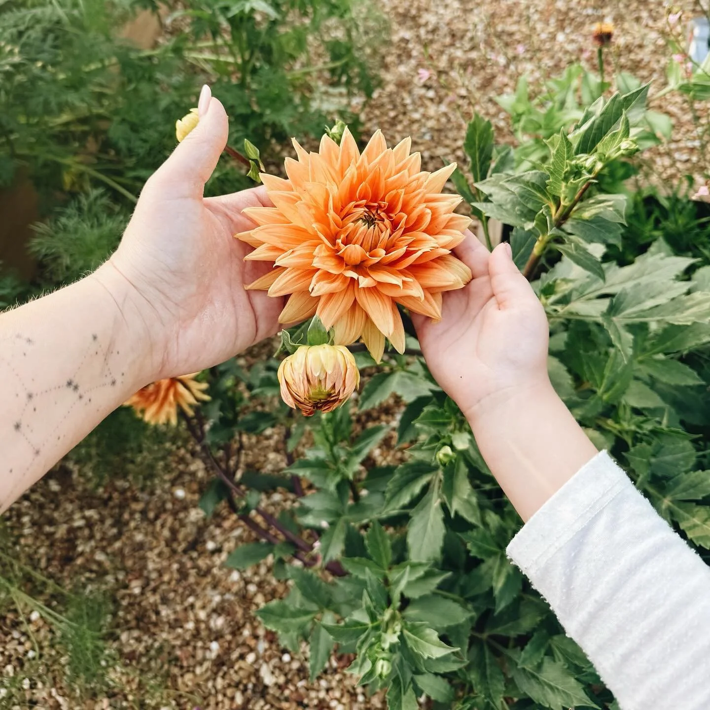 Gardening with my girl is one of my favorites. Watching her excitement as new things grown &amp; bloom and finding her eating tomatoes off the vine, just fill me with so much joy.  This is why I pretend I&rsquo;m a Gardner. For her to adventure and e