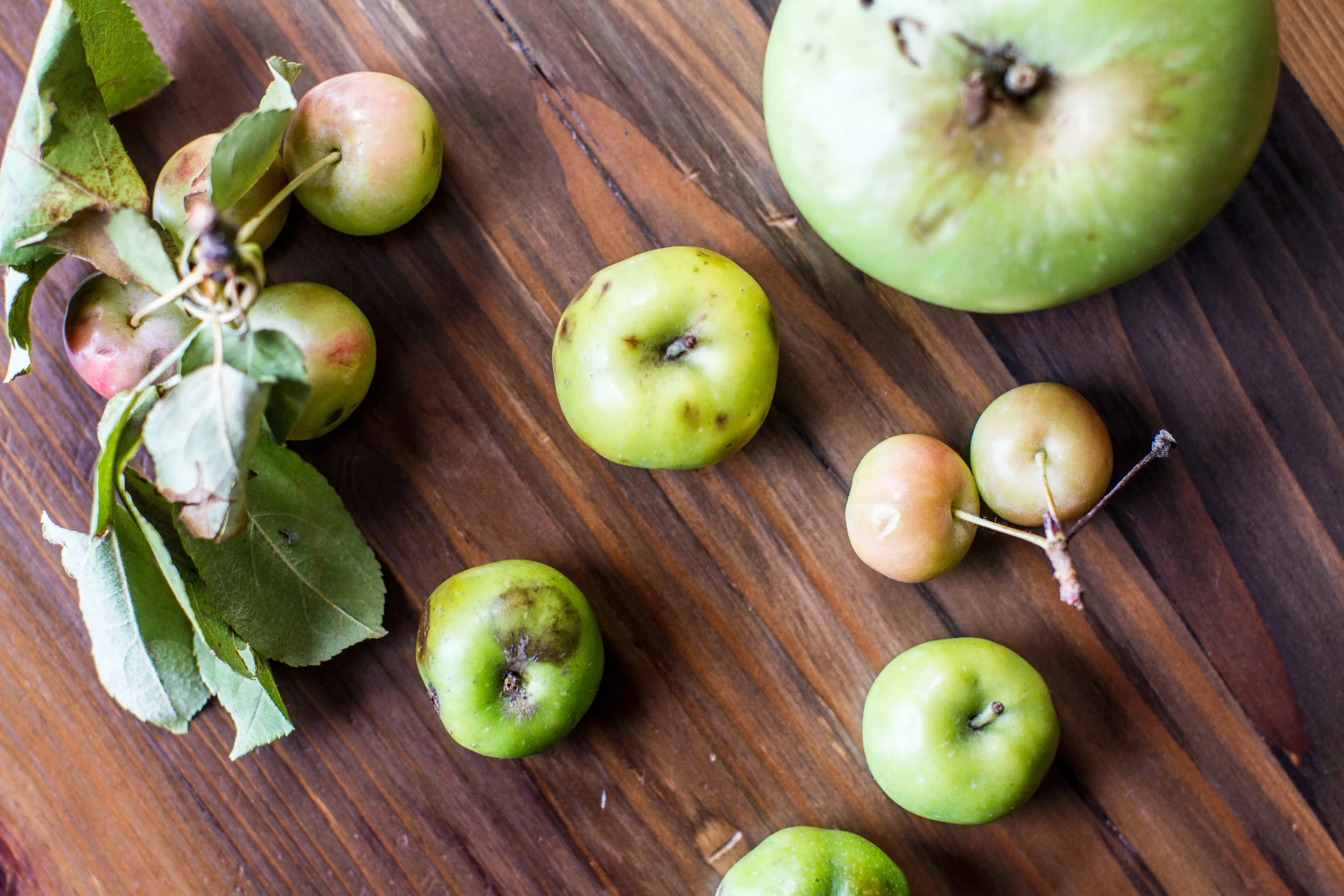 foraged apples-4.jpg