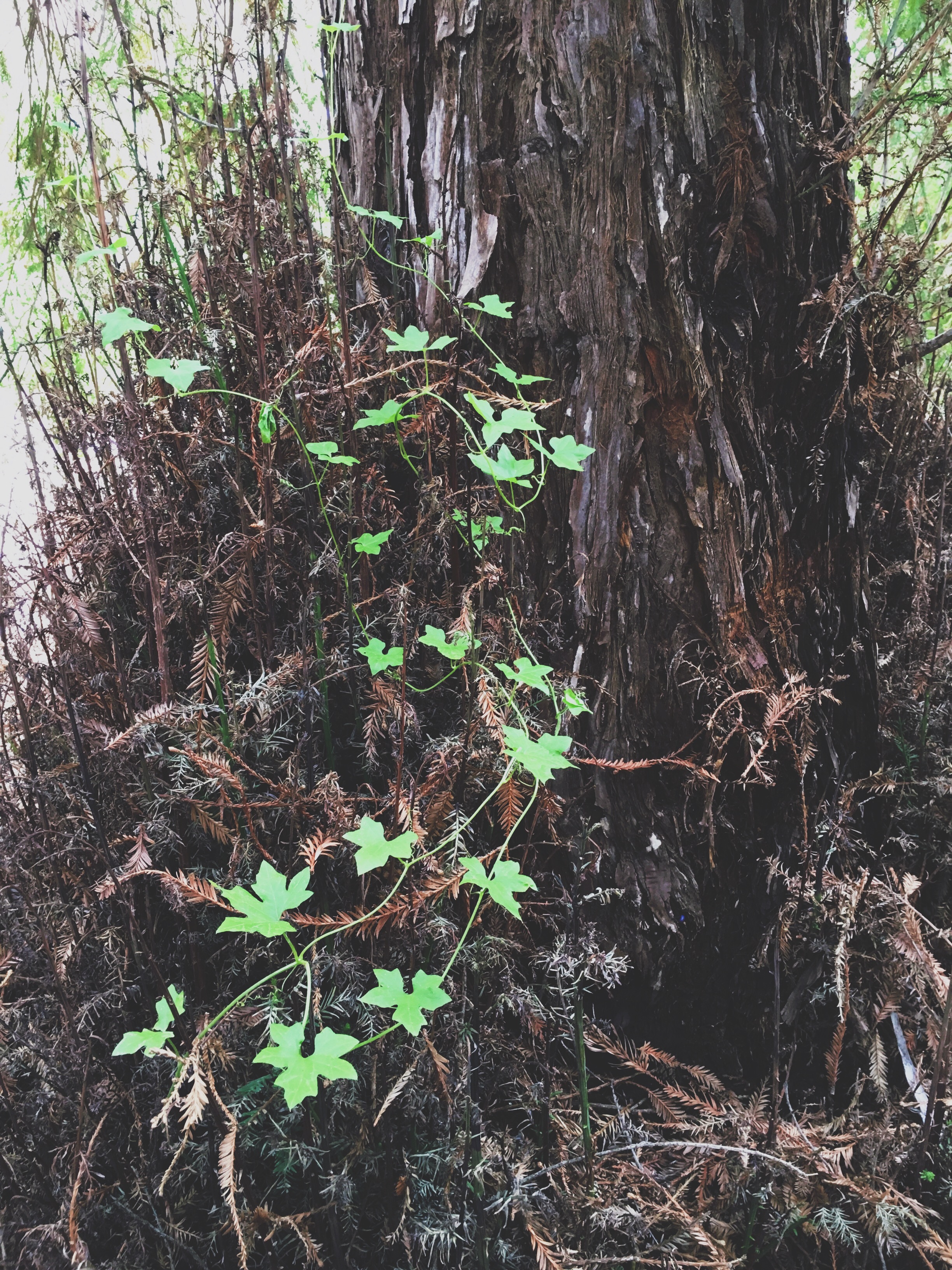 New growth! Thrive where you are rooted!