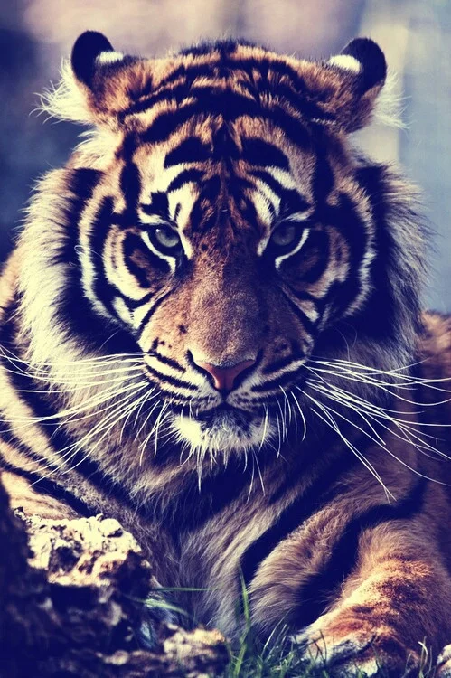 animals-background-be-fearless-motivation-Favim.com-3637497.jpg