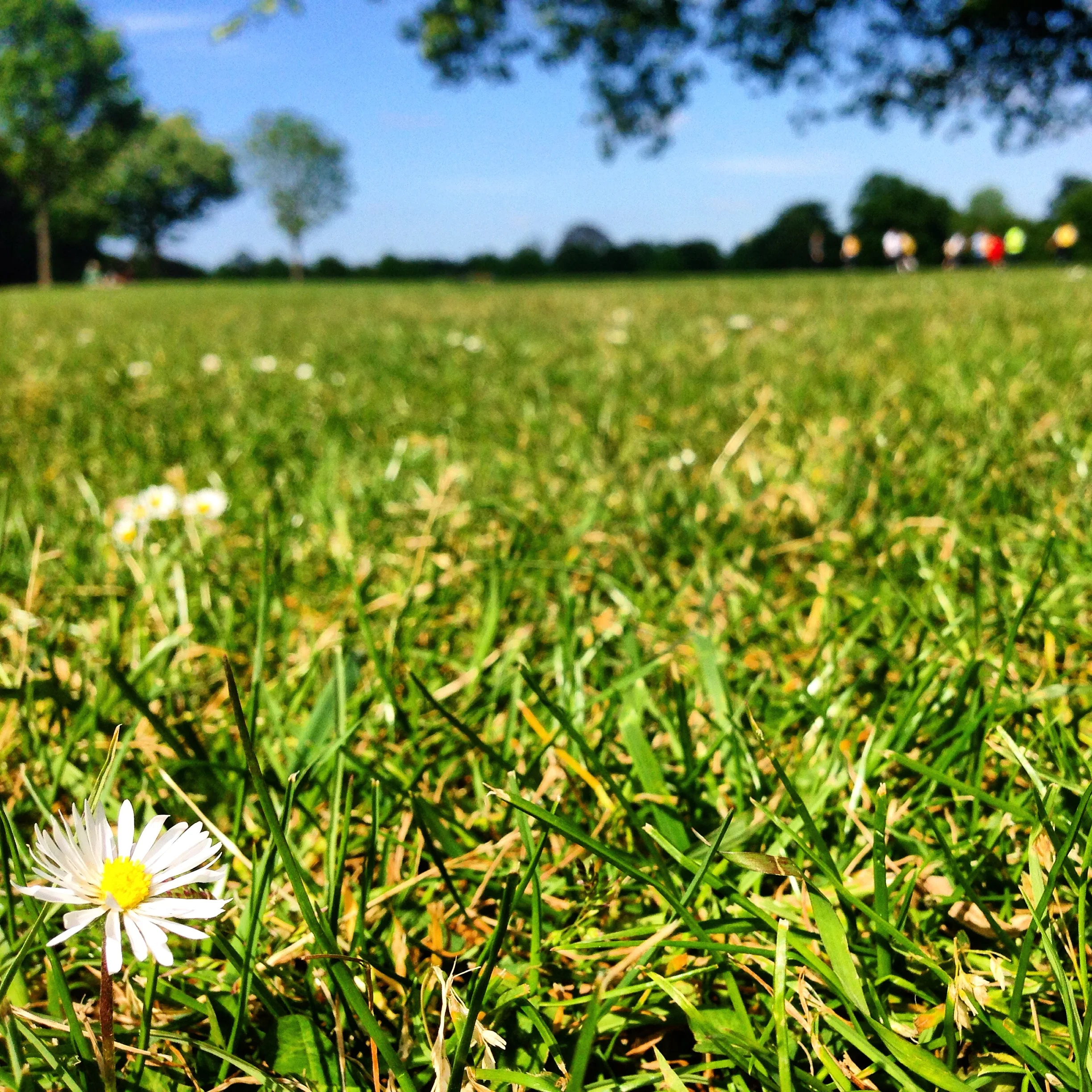 Regent's Park.