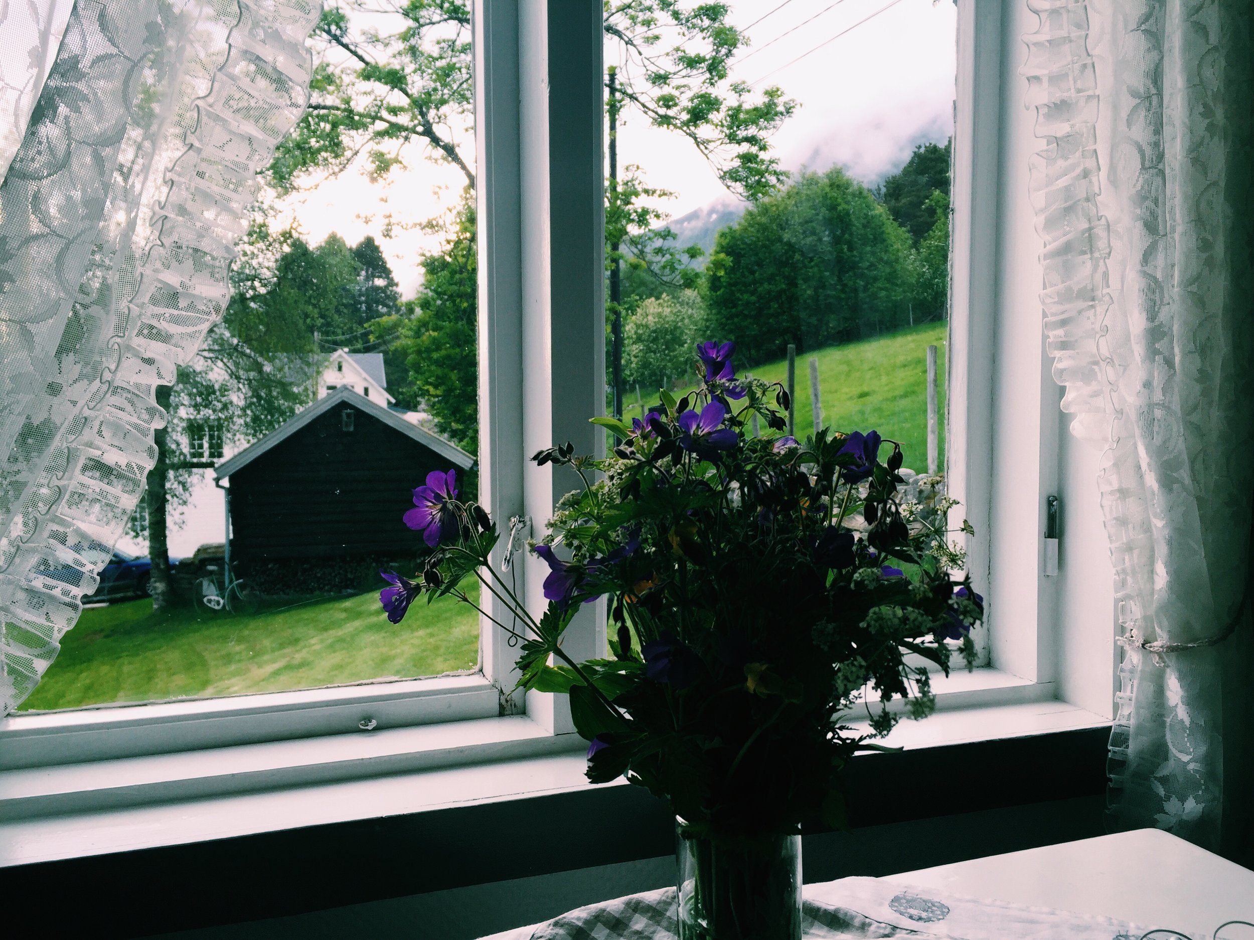 Flowers in our Airbnb, Isfjorden, Norway.