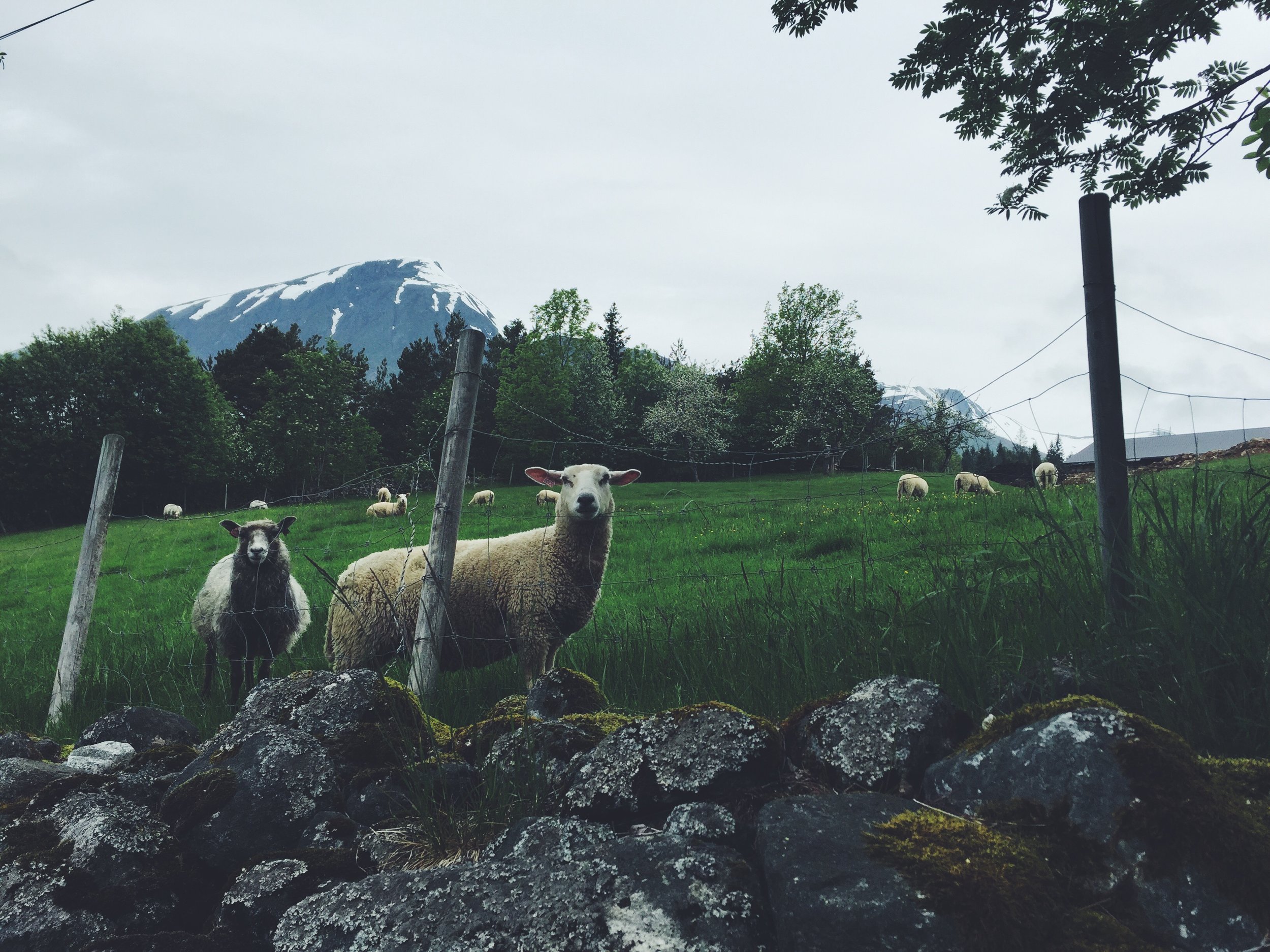 Our sheep friends, Isfjorden, Norway.