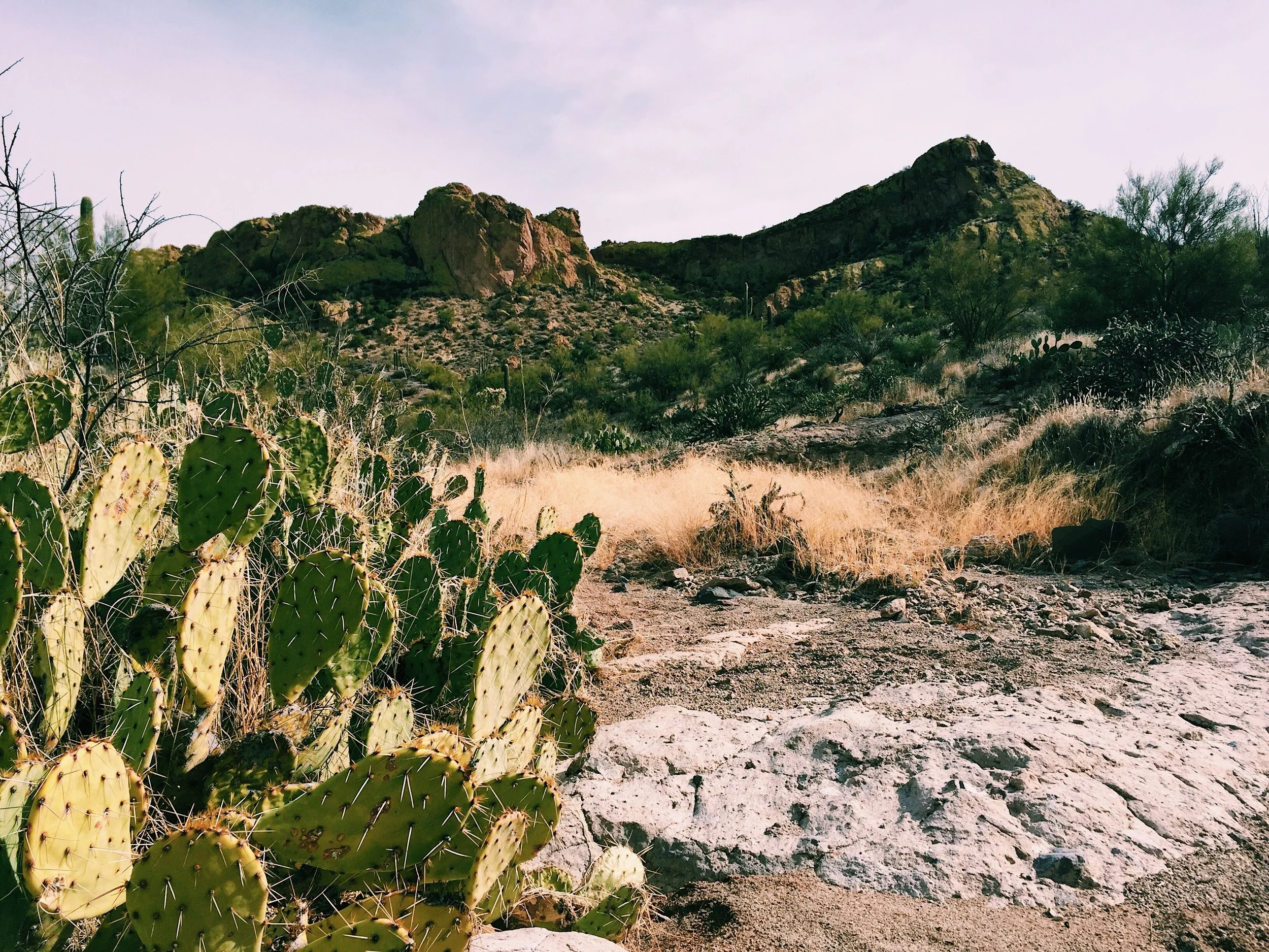 Phoenix January 2018 Superstition Mountains First Water Trail 2.jpg