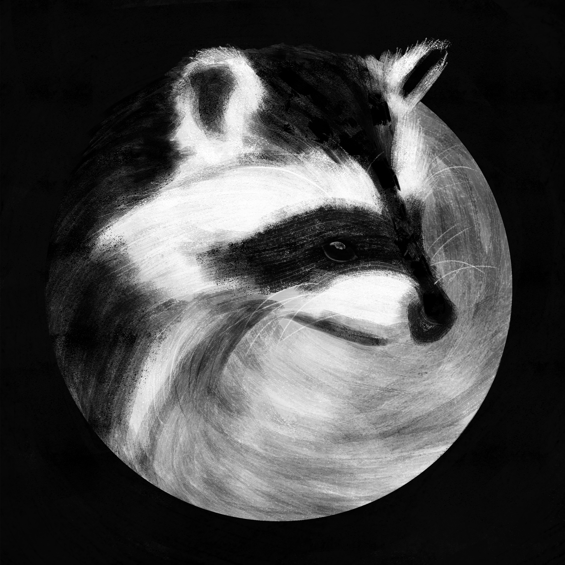 R is for Racoon